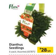 Flora Dianthus Seedlings 6 Pack Assorted-Per pk