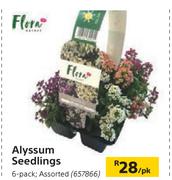 Flora Alyssum Seedlings 6 Pack Assorted-Per pk