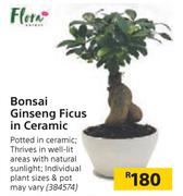 Flora Bonsai Ginseng Ficus In Ceramic
