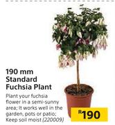 190mm Standard Fuchsia Bush