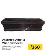 Assorted Amelia Window Boxes