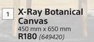 X-Ray Botanical Canvas 450mm x 650mm