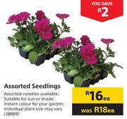 Assorted Seedlings-Each