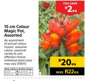 Colour Magic Pot Assorted-15cm Each