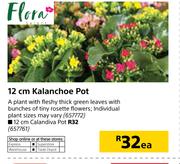 Flora 12cm Kalanchoe Pot-Each