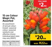 15cm Colour Magic Pot Assorted-Each