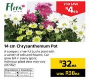Flora 14cm Chrysanthemum Pot-Each