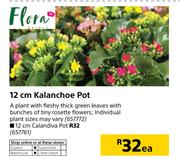 Flora 12 cm Calandiva Pot-Each