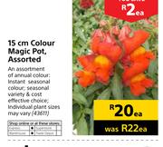 15cm Colour Magic Pot Assorted-Each