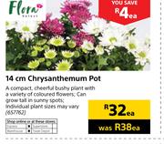 Flora 14cm Chrysanthemum Pot-Each