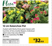Flora 12 cm Kalanchoe Pot-Each