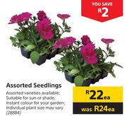 Assorted Seedlings-Each