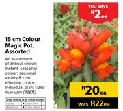 Colour Magic Pot Assorted-15cm Each
