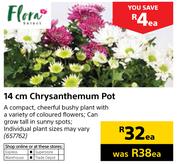 Flora 14cm Chrysanthemum Pot-Each