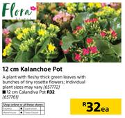 Flora 12cm Calandiva Pot-Each