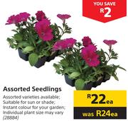 Assorted Seedlings-Each