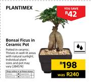 Special Plantimex Bonsai Ficus In Ceramic Pot Www Guzzle Co Za