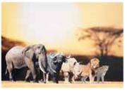 Design House Big 5 Canvas 650mm x 920mm