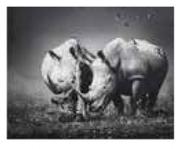 Design House Rhino Canvas 550mm x 550mm