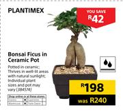 Plantimex Bonsai Ficus In Ceramic Pot