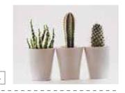 Design House Cacti Canvas 550mm x 550mm