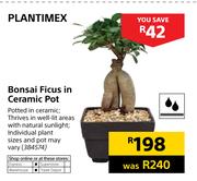 Plantimax Bonsai Ficus In Ceramic Pot