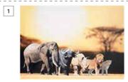 Design House Big 5 Canvas-650mm x 920mm