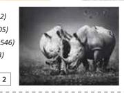 Design House Rhino Canvas-550mm x 550mm