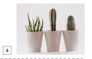 Design House Cacti Canvas-550mm x 550mm