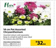 Flora 14cm Pot Assorted Chrysanthemum-Each