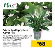 Flora 14cm Spathiphyllum Cover Pot
