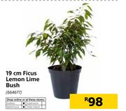 19cm Ficus Lemon Lime Bush