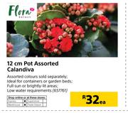 Flora 12cm Pot Assorted Calandiva-Each