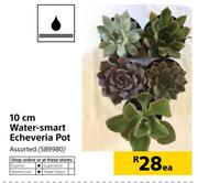 10cm Water Smart Echeveria Pot-Each