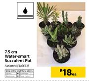 7.5cm Water Smart Succulent Pot-Each