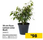 19cm Ficus Lemon Lime Bush