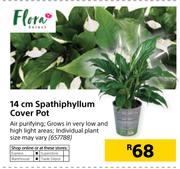 Flora 14cm Spathiphyllum Cover Pot