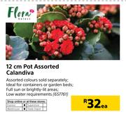 Flora 12cm Pot Assorted Calandiva-Each