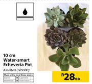 10cm Water Smart Echeveria Pot-Each