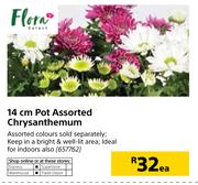 Flora 14cm Pot Assorted Chrysanthemum-Each