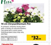 Flora 14cm Chrysanthemum Pot-Each