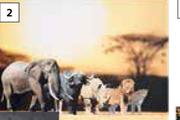 Design House Big 5 Canvas-650mm x 920mm