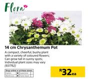 Flora 14cm Chrysanthemum Pot-Each