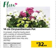 Flora 14cm Chrysanthemum Pot-Each