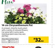 Flora 14cm Chrysanthemum Pot-Each