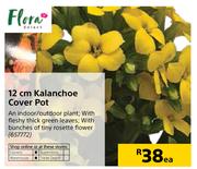 Flora 12cm Kalanchoe Cover Pot-Each