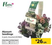 Flora Alyssum Seedlings-6's pk