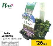 Flora Lobelia Seedlings-6's pk