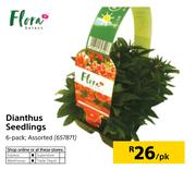 Flora Dianthus Seedings-6's Per Pack