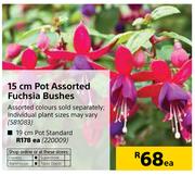 19cm Fuchsia Bushes Pot Standard-Each